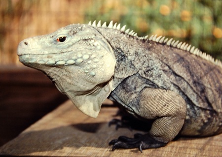 Cyclura